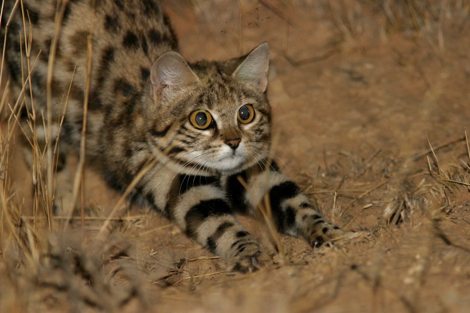black-footed cat stretching