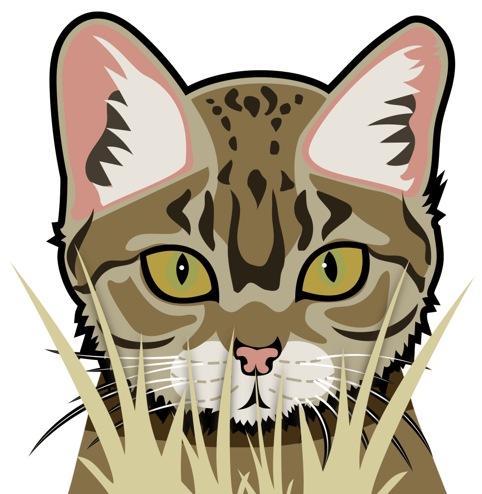 Black-footed cat illustration