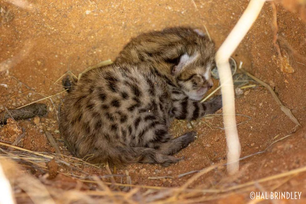 Black Footed Cat Facts The Black Footed Cat Working Group 