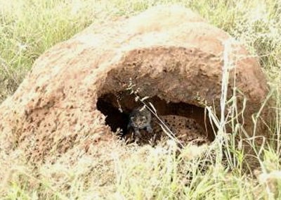 Black-foted cat kitten in termite mound