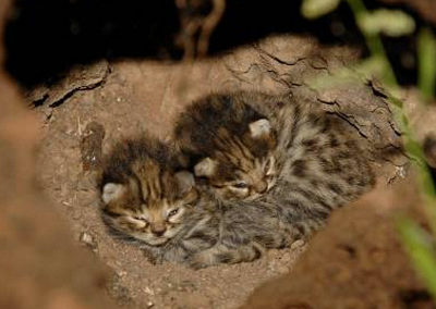 kittens in termite mound