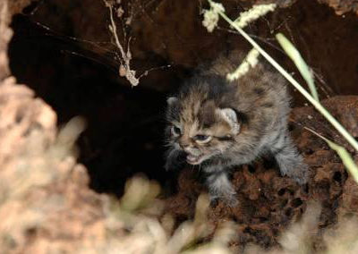 Black-foted cat kitten in termite mound