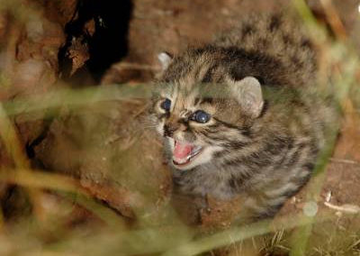 Black-foted cat kitten in termite mound